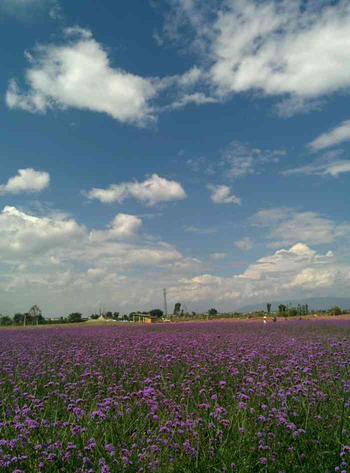 大理云海芳草农业开发有限公司-"没见过那麼差的景点,根本是骗钱,全是