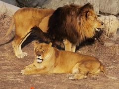 -石家庄市动物园