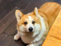 -肥朵食堂(带梦胡同店)