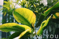 点击看大图 -FOR YOU造型