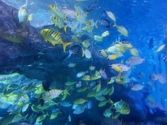 -太平洋海底世界