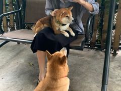 -柴犬高等学院·狗咖·柴犬售卖·宠物训练