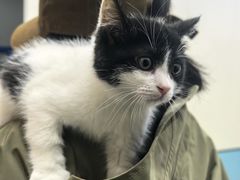 -御宝贝·A梦猫科宠物医院(国际猫友好医院)