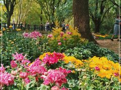 -上海共青森林公园