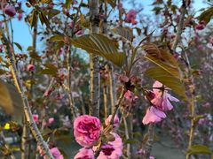 -长白岛森林公园