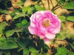 -幕燕滨江·长江观音景区