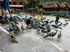 -西双版纳原始森林公园