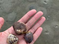 -红树林天天赶海