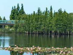 -白鹭湾湿地公园