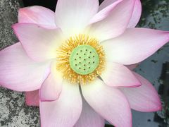 -中山大学-学5食堂