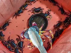 -岛中岛·海鲜大排档·万宁老字号(东澳店)