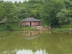 -合肥野生动物园