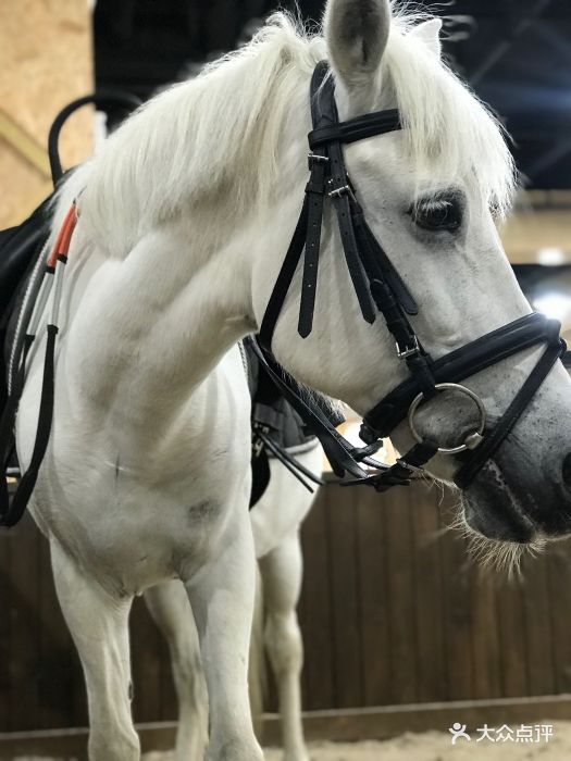 佳伯马术俱乐部(八方汇店)-dpuser_9893895083的相册-无锡亲子-大众