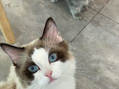 -楼上猫咖(罗湖店)