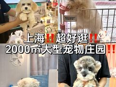-翊宠yipet猫狗购宠庄园犬舍•猫舍