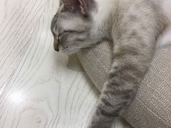 -猫和宫(六道口店)
