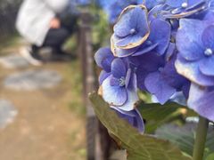 -荷兰花海