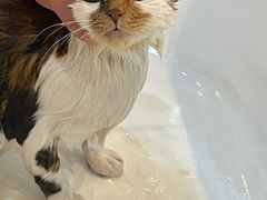 -momokira米努特·德文卷毛猫·棉花面纱犬