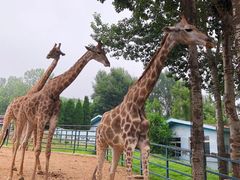 -大连森林动物园