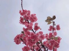 -天适樱花悠乐园