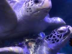 -海合安武汉极地海洋公园