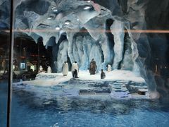 -帝企鹅自助餐厅•儿童岛•真企鹅(长隆企鹅酒店)