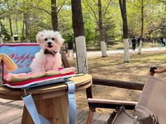 -长白岛森林公园