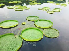 -荷塘月色湿地公园·向阳花洲