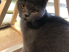 -Heymao猫咖.咖啡厅(东门店)