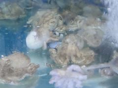 -叶存利海鲜大馅饺子(东戴河止锚湾店)