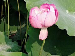 -陈家山荷花公园