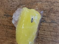 -二斗栗子(黄河道店)