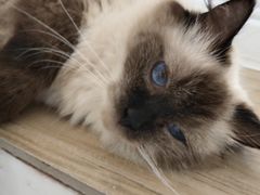 -李小姐の猫咖啡馆(五角场店)