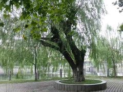 -孺子亭公园