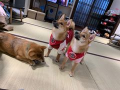 -逗柴咖啡屋·狗咖猫咖宠物桌游