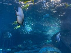 -太平洋海底世界