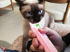 -藏猫猫咖啡主题馆(中央大道店)