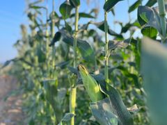 -光明小镇欢乐田园