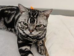 -有喵·猫咖·狗咖·30几只猫10只小狗(岗厦店)