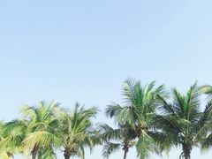 -莲花山公园