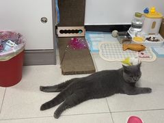 -瑞鹏宠物医院·骨科·猫科·内科(第一中心)