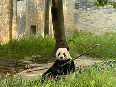 -都江堰中华大熊猫苑