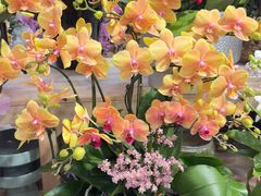 -双季花艺园艺市场(浦东店)