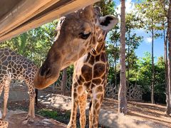 -清迈夜间动物园