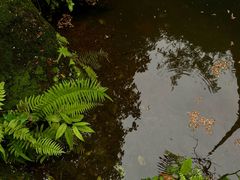 -桂湖森林公园