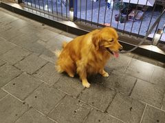 -瑞虹新天地月亮湾