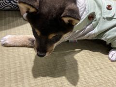 -逗柴咖啡屋·狗咖猫咖宠物桌游