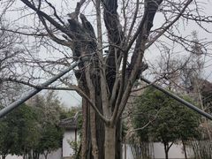 -上海佘山国家森林公园天马山园