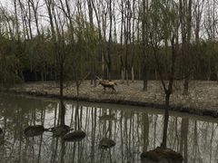 -溱湖国家湿地公园