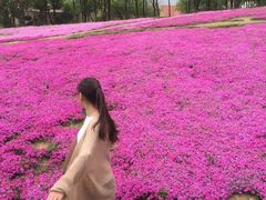 -大塘金香草谷